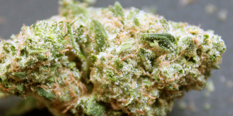 The Difference Between Indica and Sativa Strains