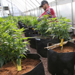 Colorado Marijuana Report Shows Legalization May Avoid a Big Potential Problem