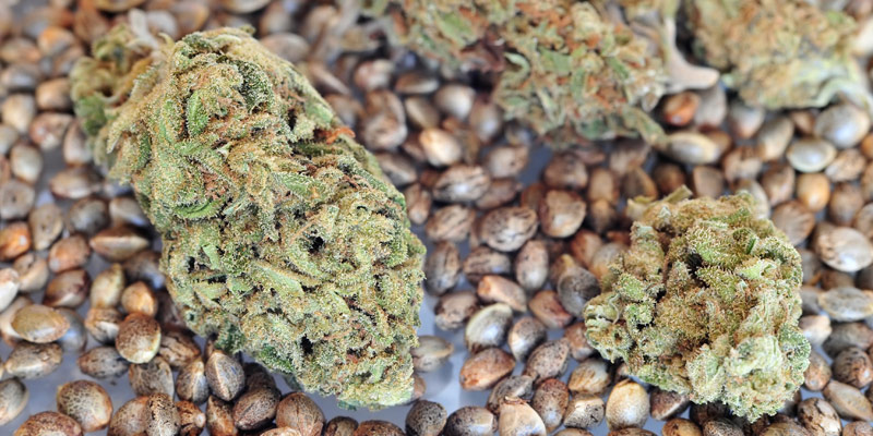 What You Need to Know About Cannabis Seeds