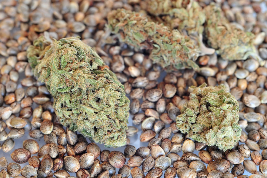 Where to Buy Marijuana Seeds in Colorado?